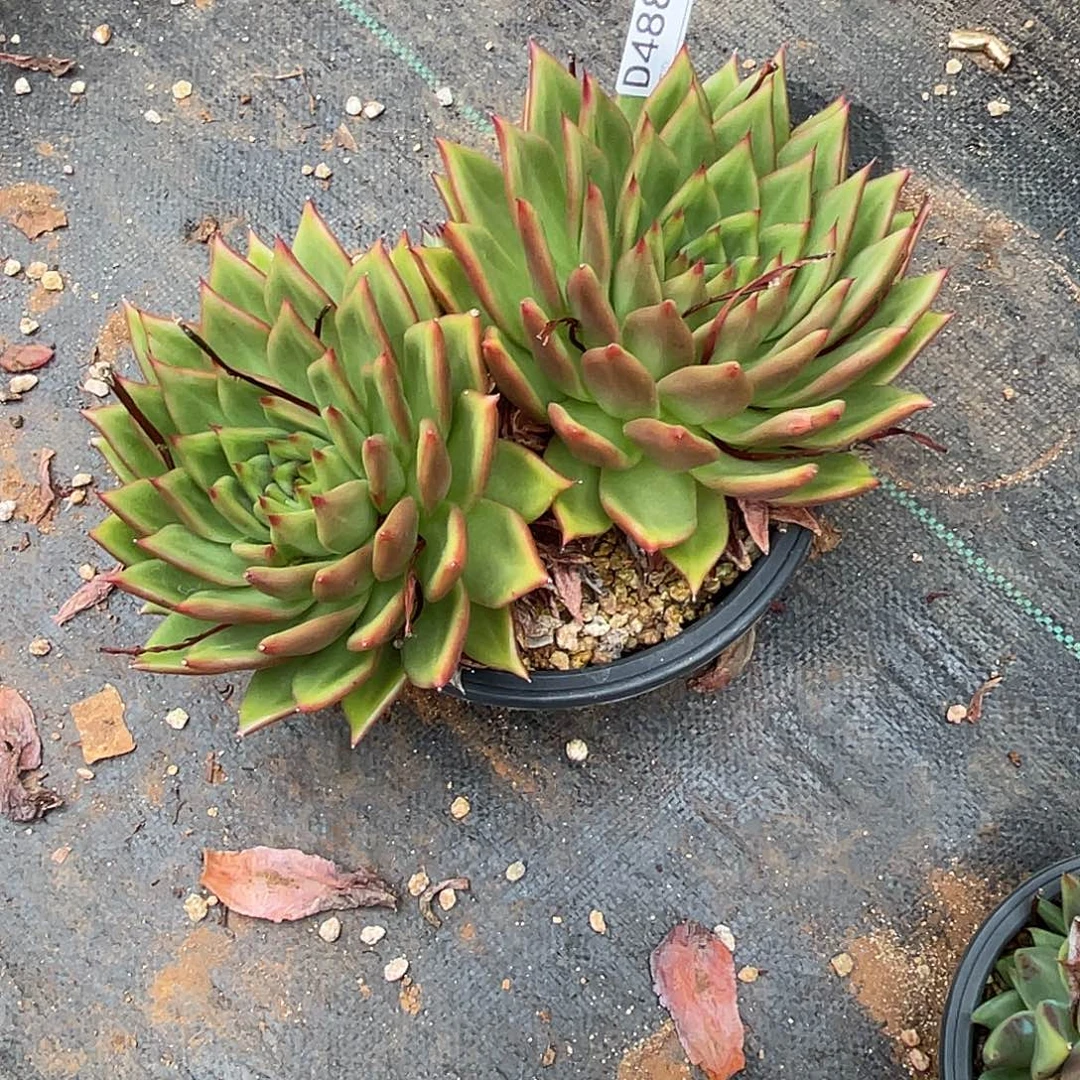 若如东云组拍D488