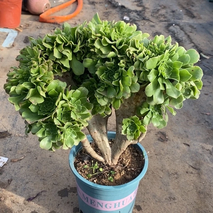绿羊绒缀多肉植物39
