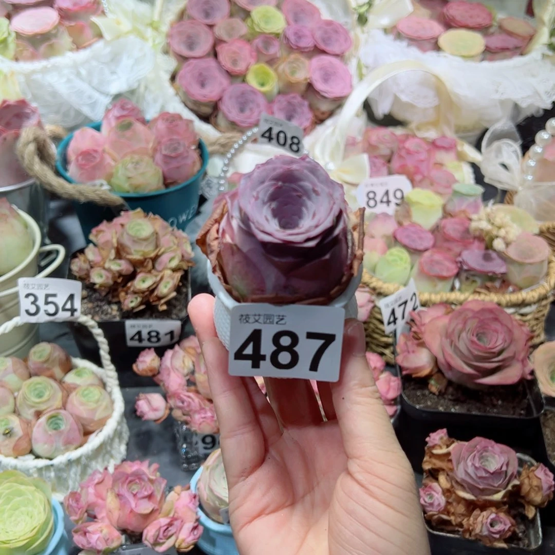 ᯠ***੭487紫玉胖酒杯。 一物一拍