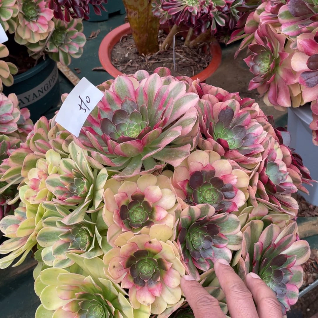 老五多肉5101111111