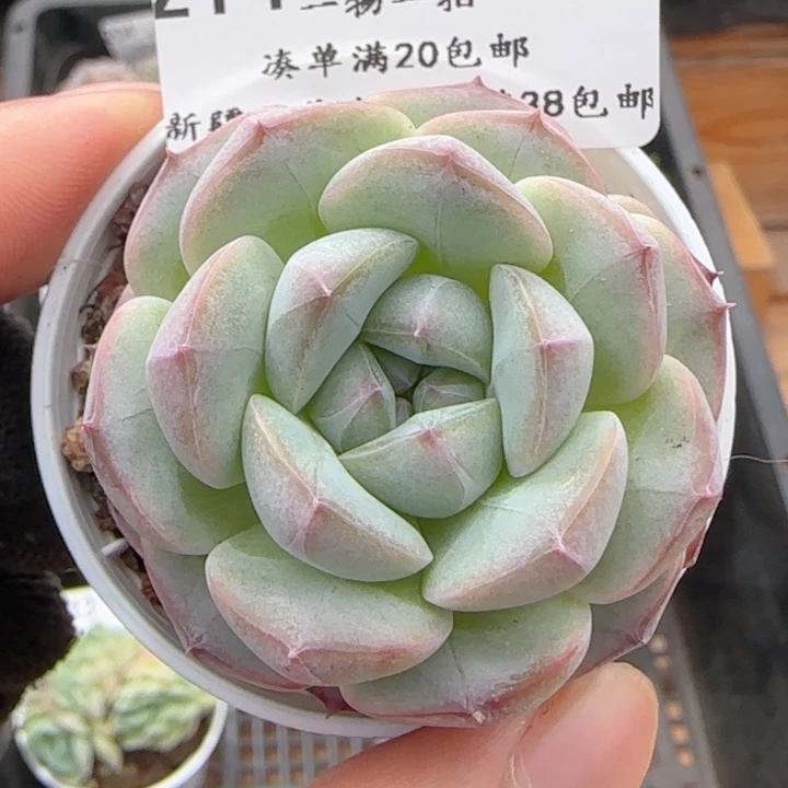 0607-214暗纹糖心