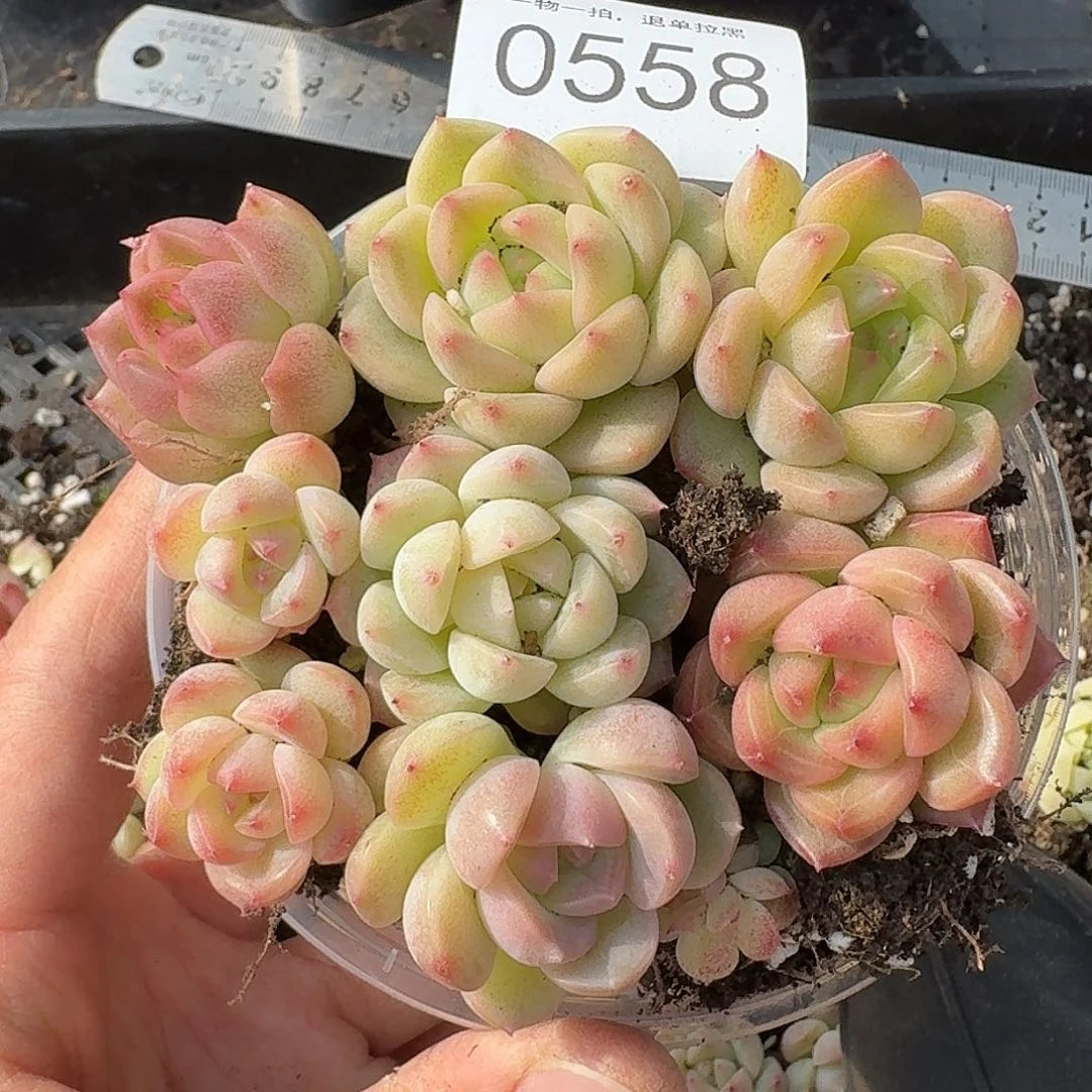 杂交新品珍妮多肉558