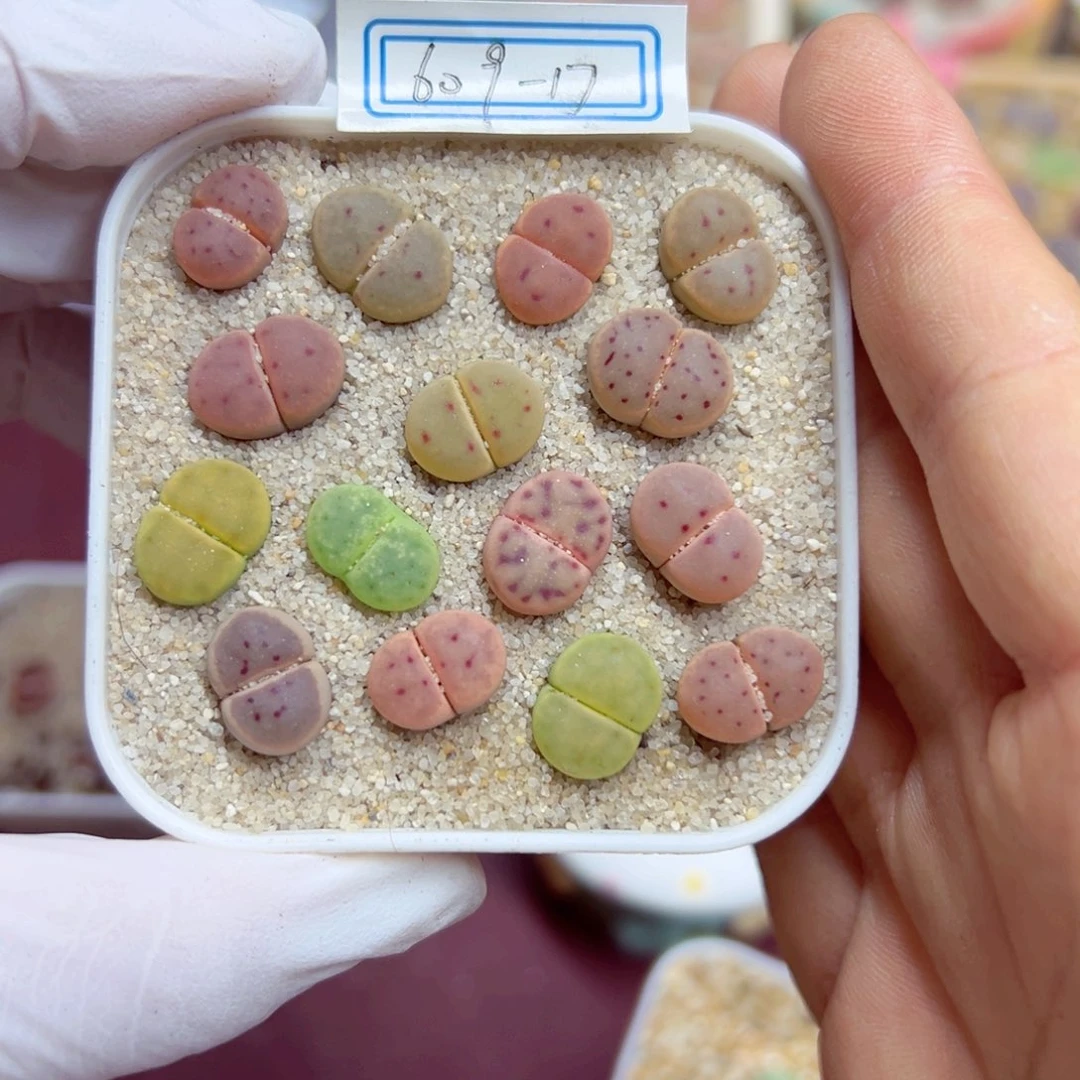 完全开放丸****呀优秀的肉肉609-17