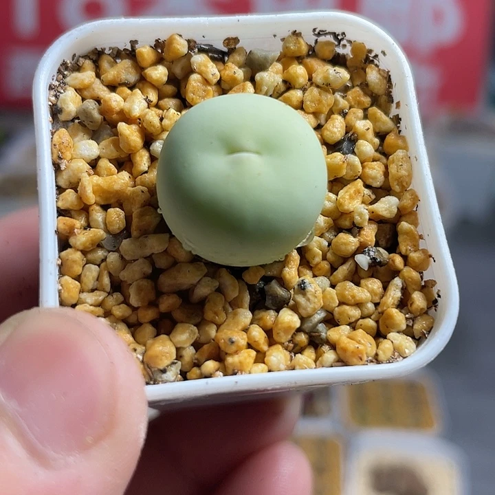 佳人园艺生石花多肉鸽子蛋