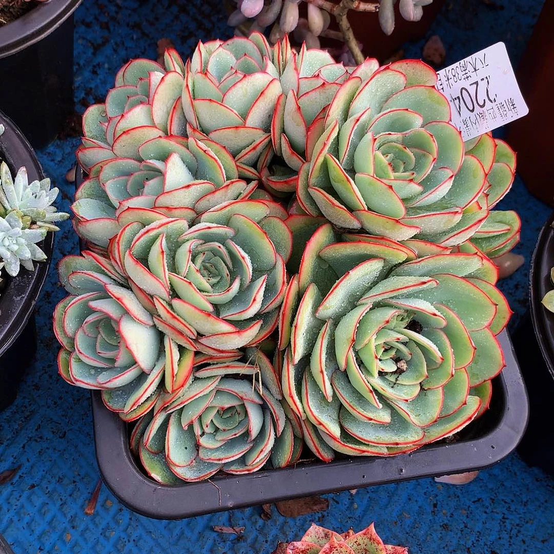 夜***央   牡丹亭多肉22046