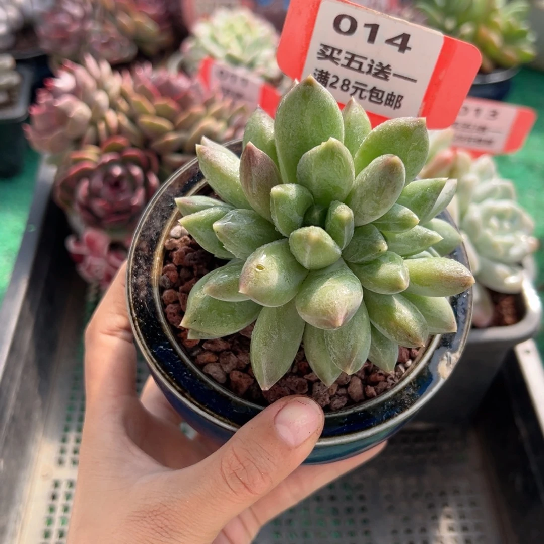 表妹精品多肉植物014.