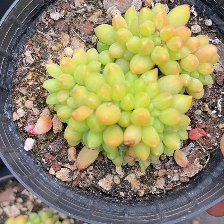 千代田2136多肉植物