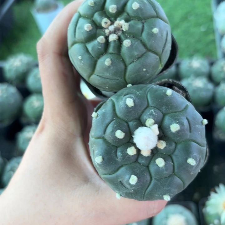 9924 1027二个实生好养