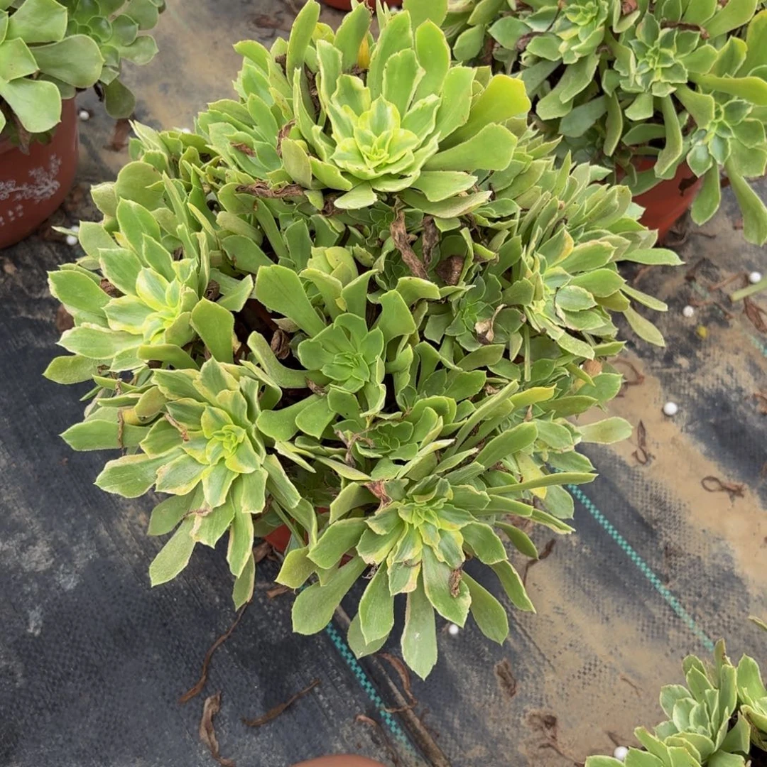 光辉多肉植物捧花14块钱