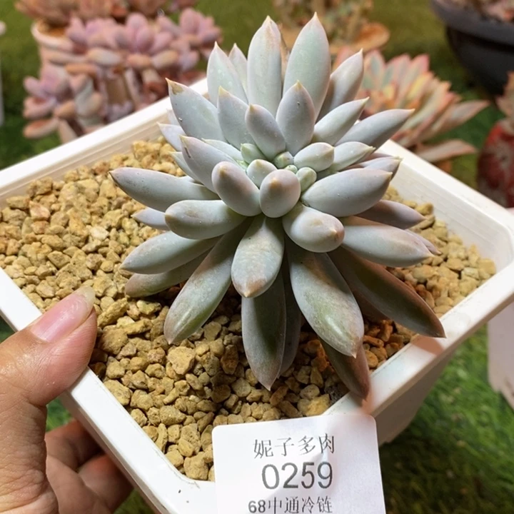 0259 不满68请拍冷链
