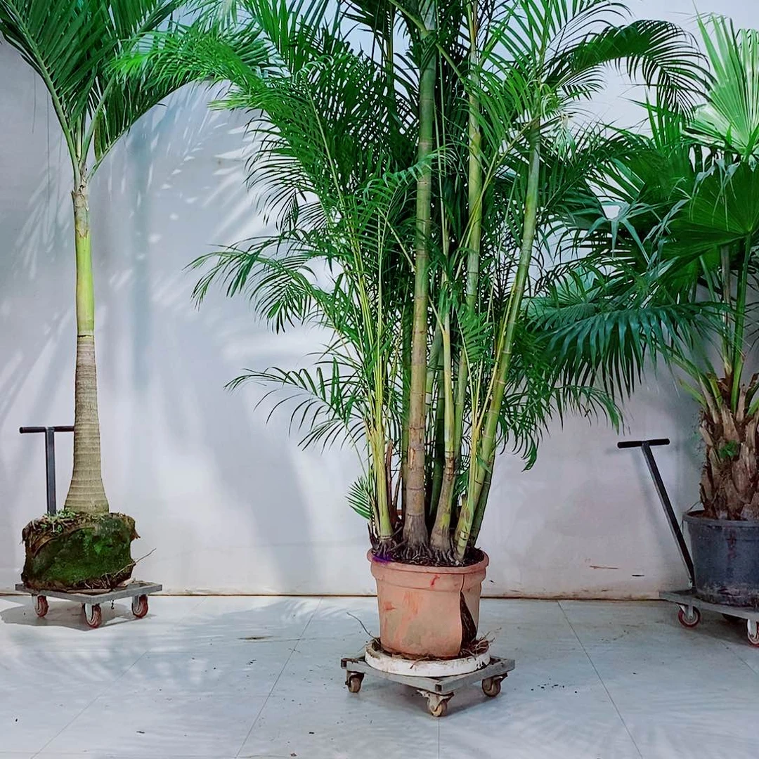 酷***字5678866556886655