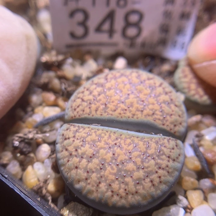 精品生石花118.348