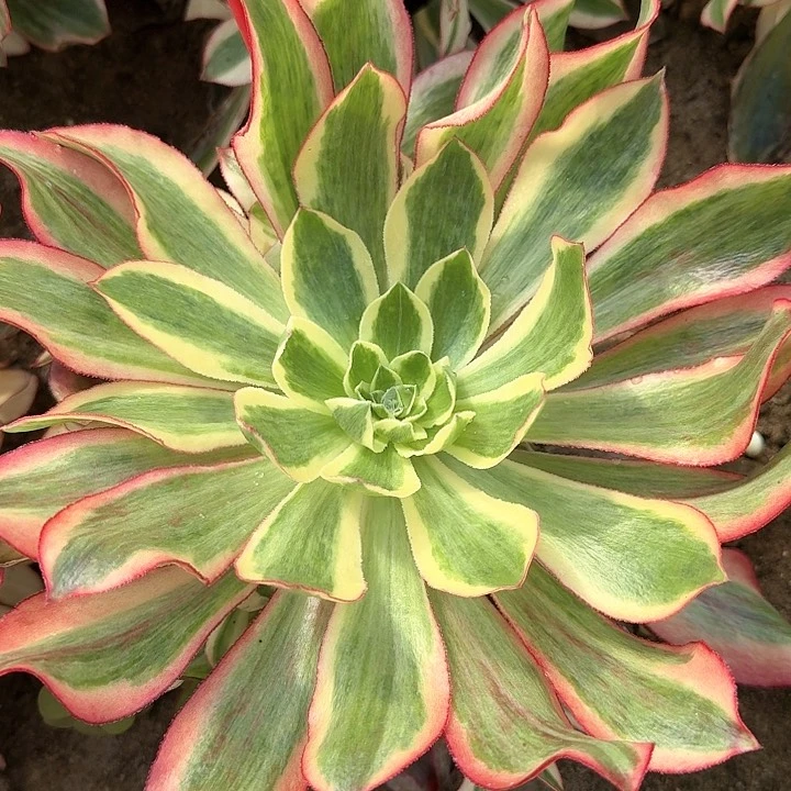 1-41魅影多肉法师