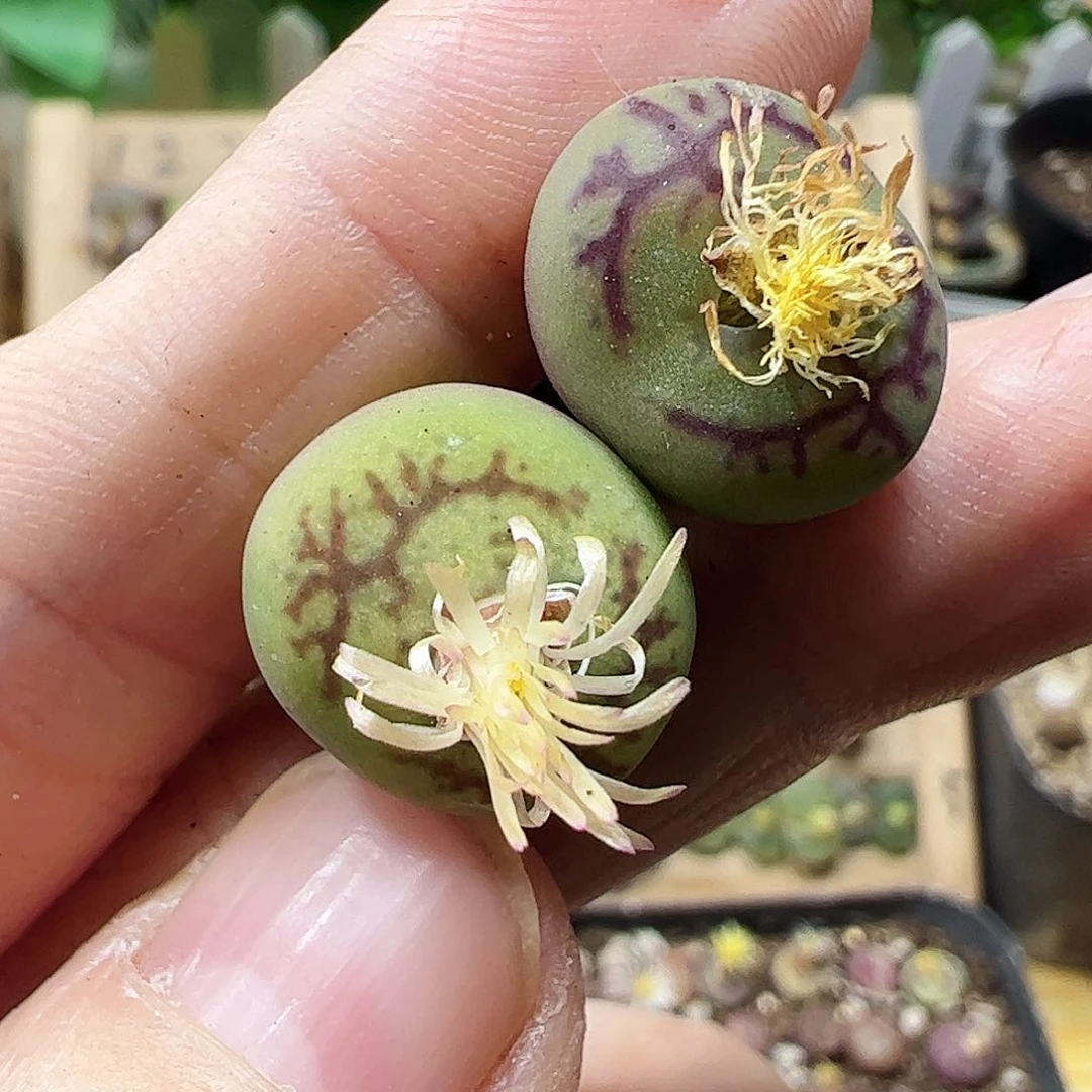 无花朵毛杂2颗包邮………………………