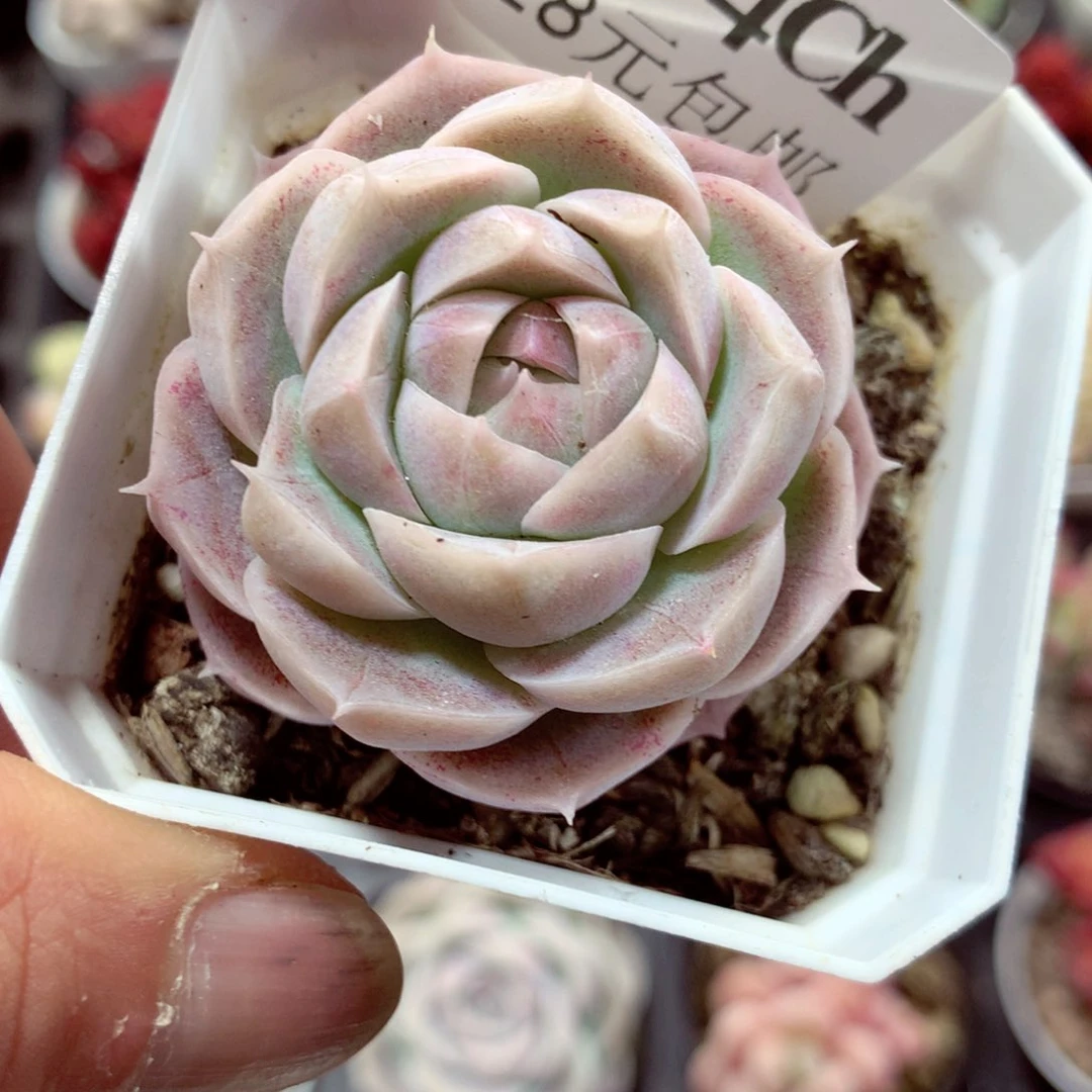 5厘米盆精控多肉3174