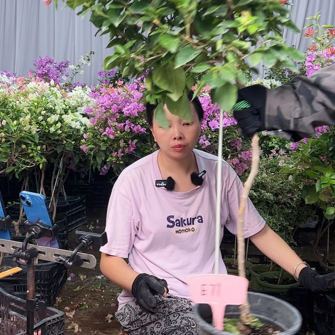 难***醒大部分花苞少量开放E79佩德罗