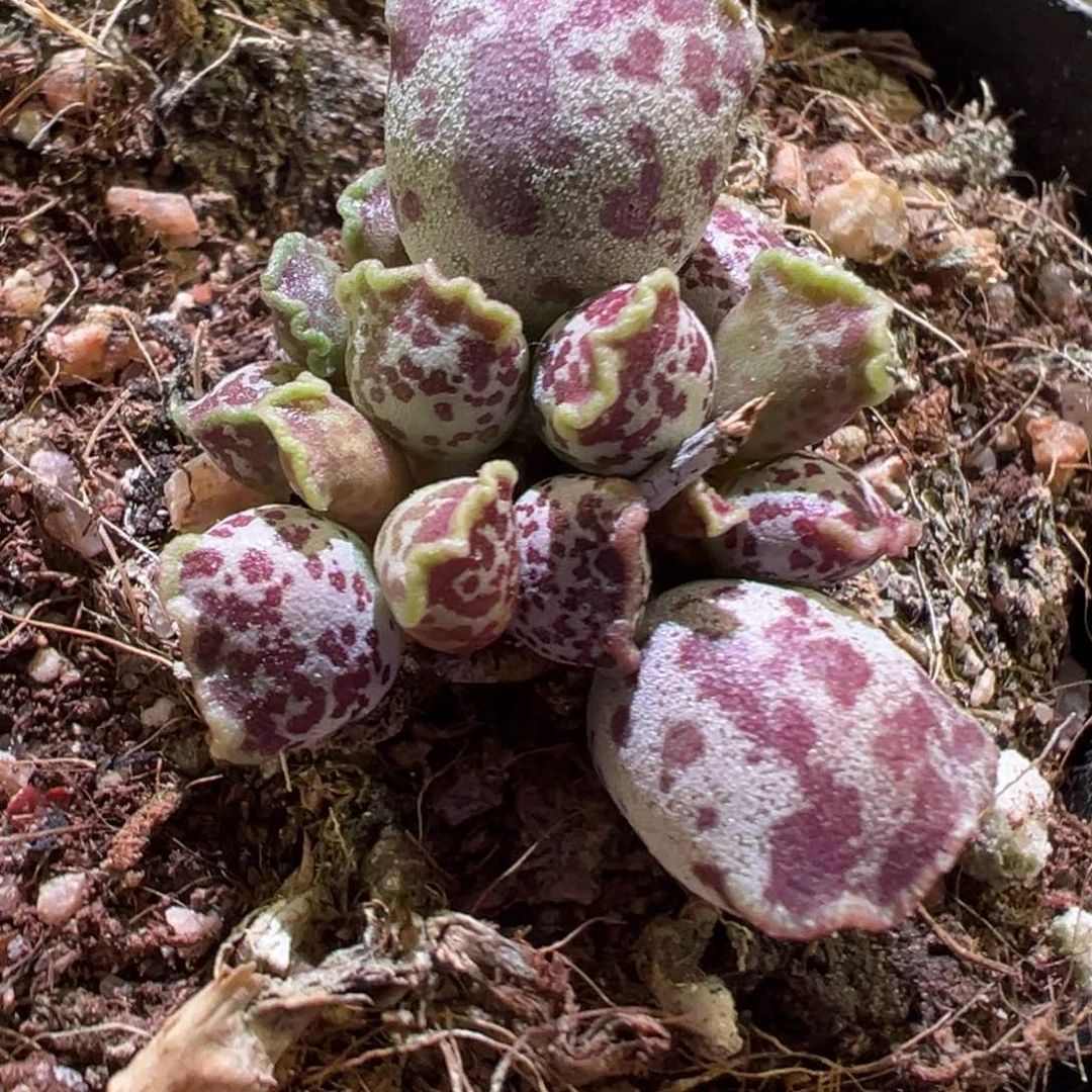 达摩海豹多肉植物水泡