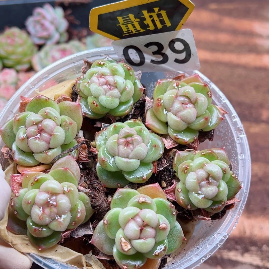 多肉植物多肉植物