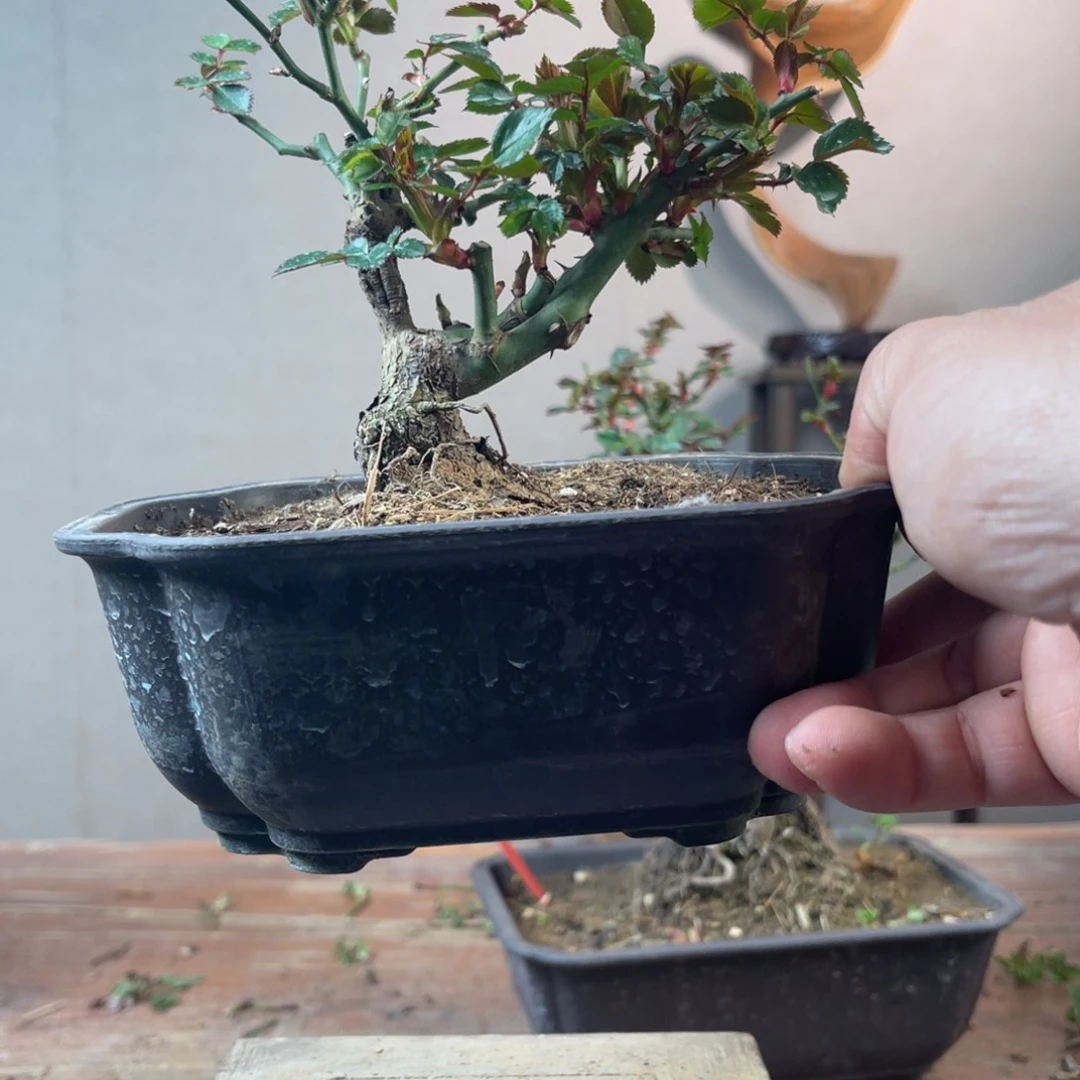 微月季盆景11111?****^