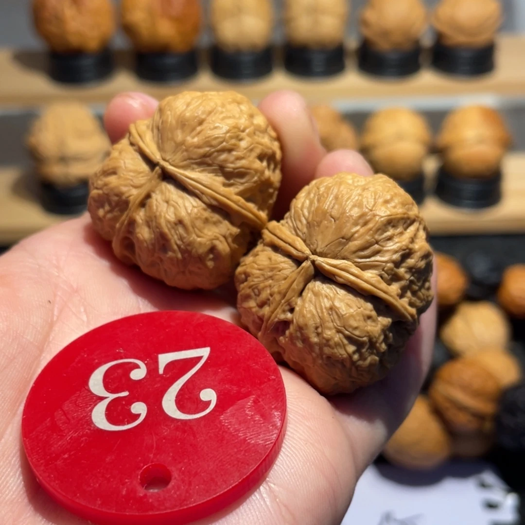 蚂蚁三棱核桃34。