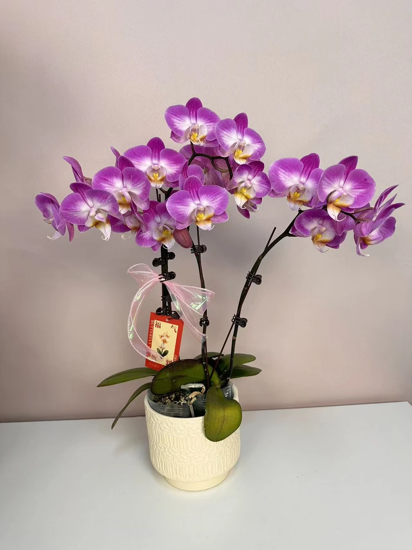 【雪山飞狐】蝴蝶兰 粉紫中小花型 四季花 室内花精品 源头基地直
