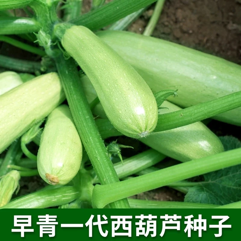 优选西葫芦种子苗早生菜葫芦蒲瓜种籽春夏四季蔬菜瓜果种孑