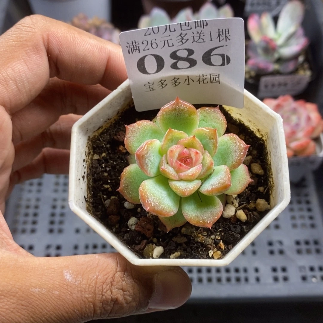 白玉迪一物一拍满20包邮满26送一颗多肉