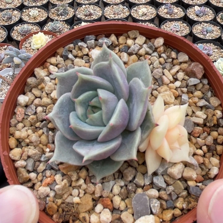 贝加尔湖锦一物一拍