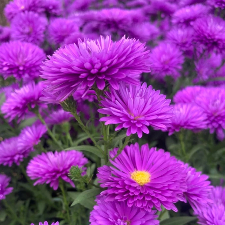 带花带苞原盆原土发货重瓣紫菀耐热耐寒多年生阳台庭院绿植花卉