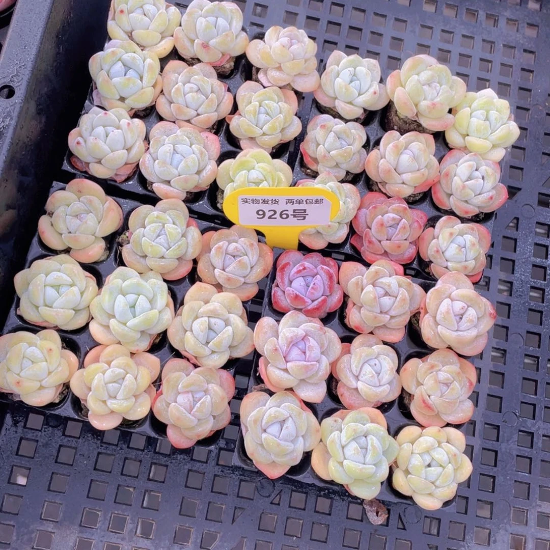 926号奶油小白兔组合九个