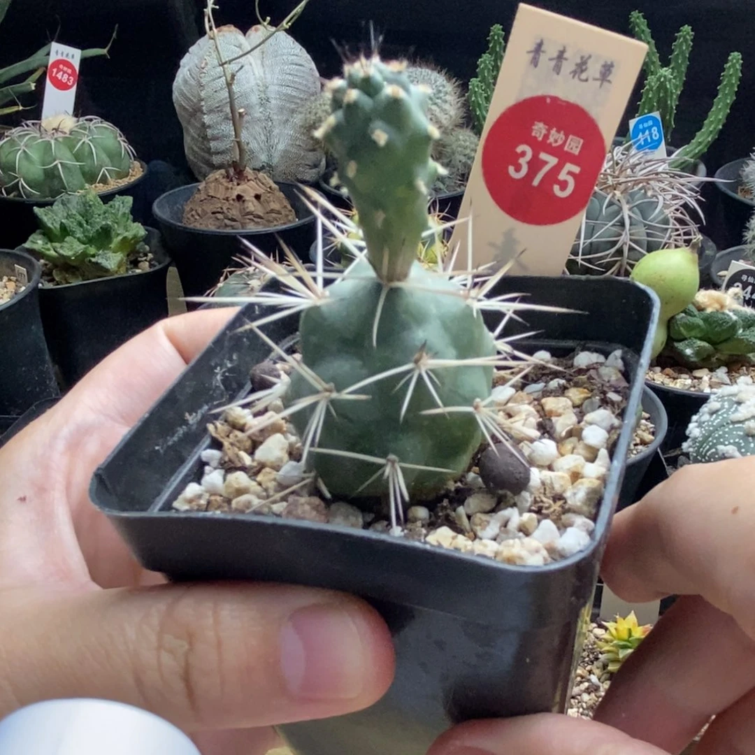 自根双头明暗城团扇一棵