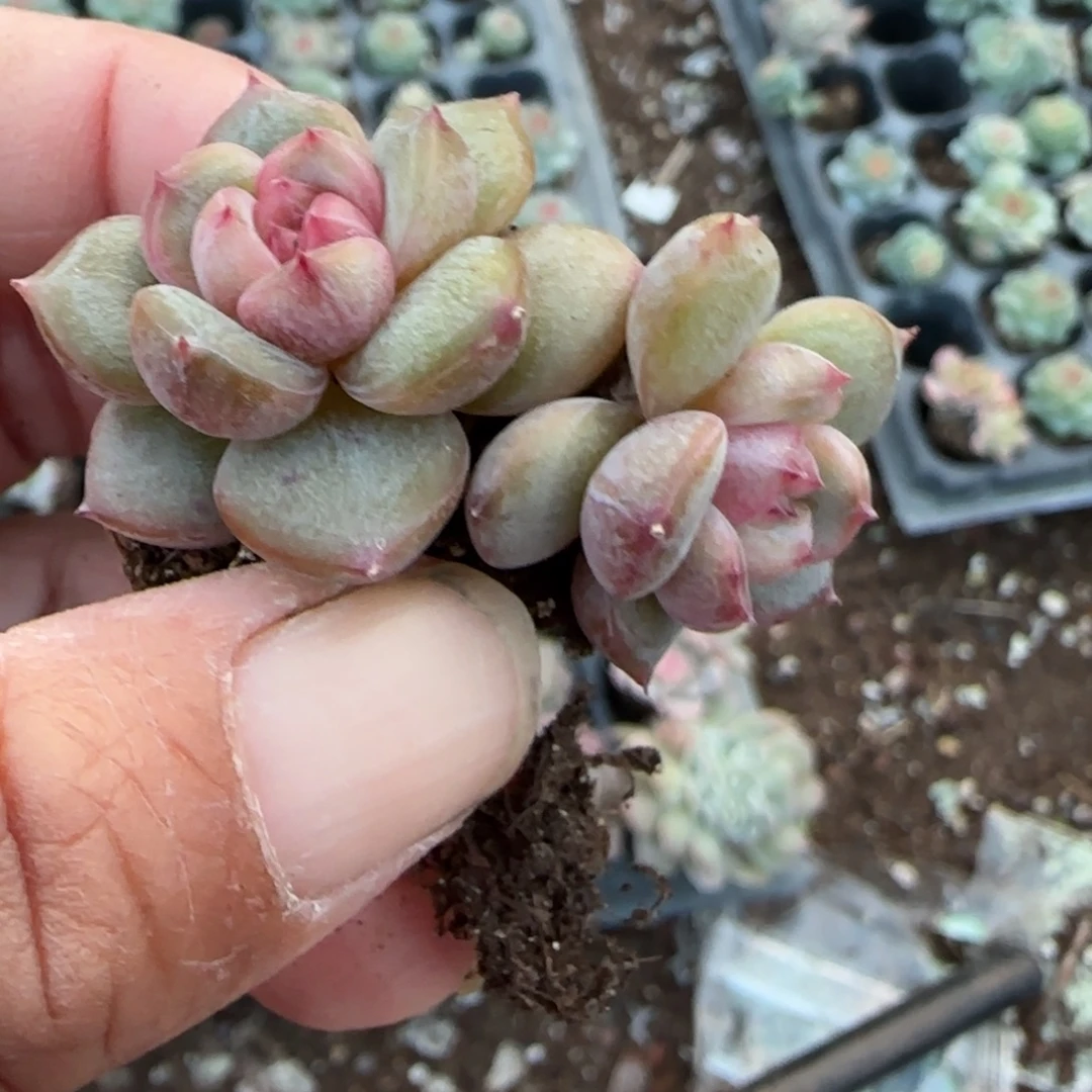 小卡拉米糖心一物一拍