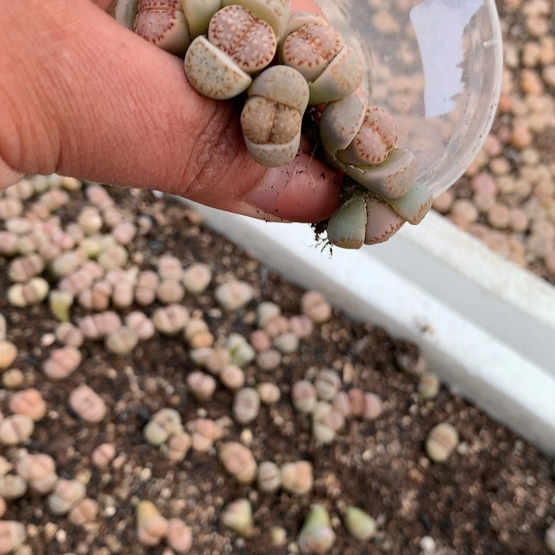 走****上E120多肉植物保护