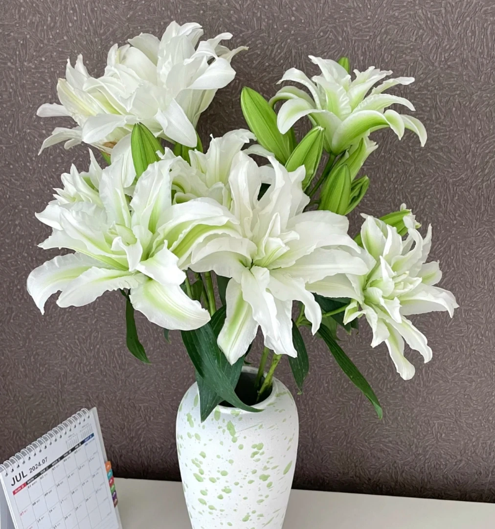 重瓣艾莎百合多头水培水养插瓶云南冷链直发新鲜切花