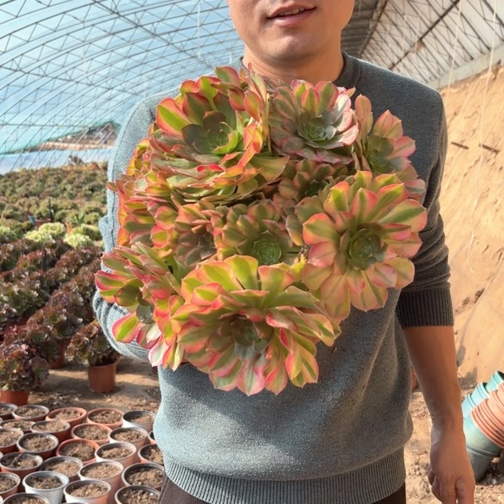 精品超大雨荷好看