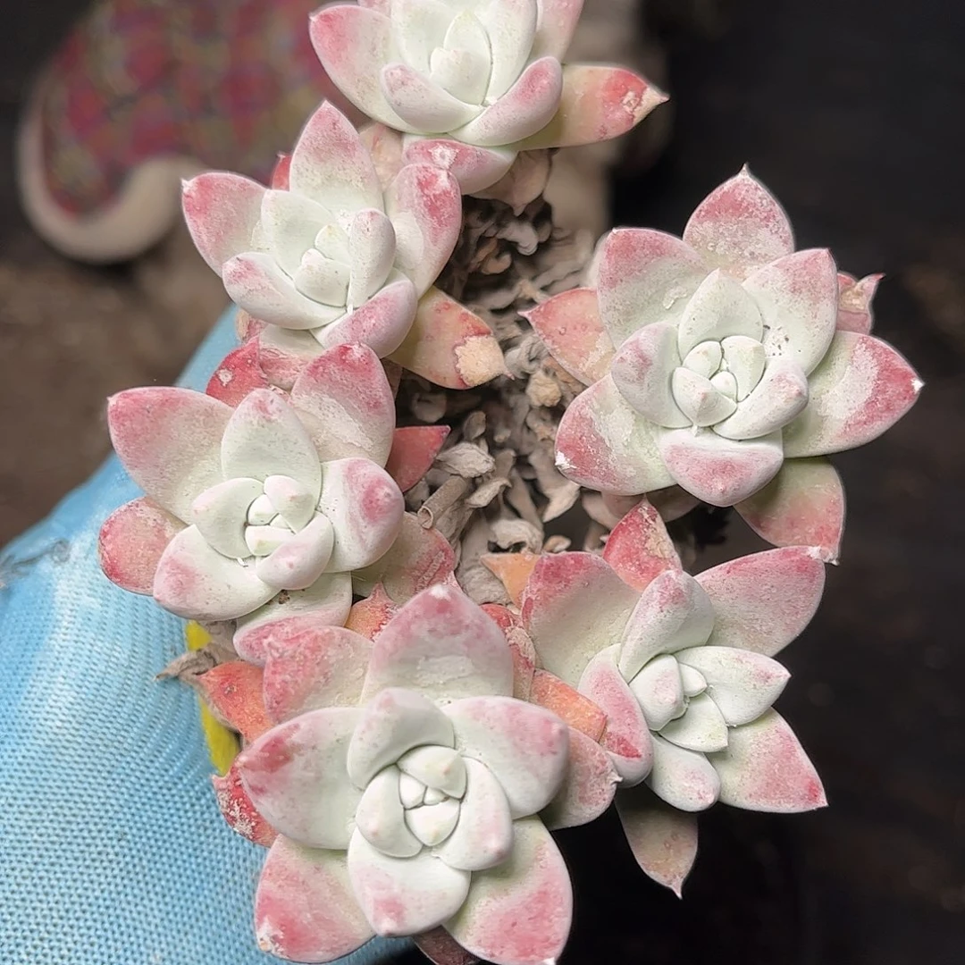 2699刘丹拇指多肉砍头