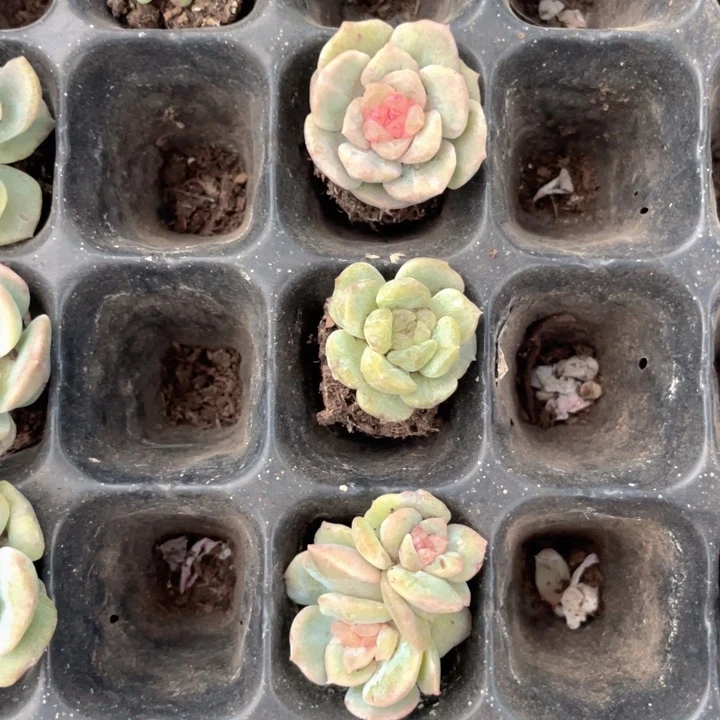 不**鱼一我一拍石化甜心