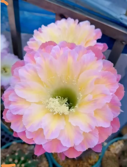 仙人球彩草马乙无根侧芽4-5公分
