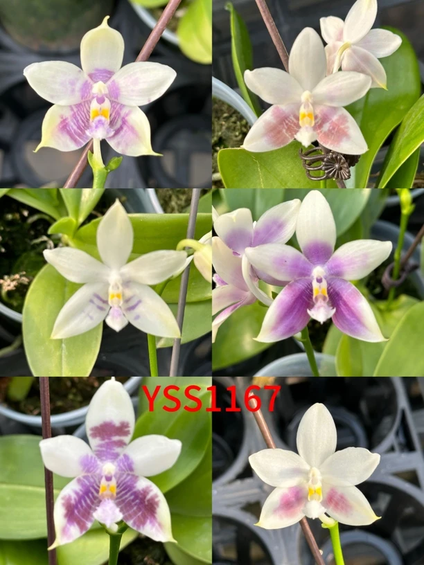 yss1167蓝盾交蓝猫头鹰 3寸  开花株 鲜花绿植 微瑕