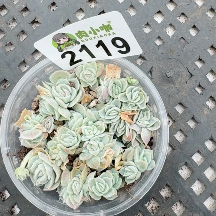 多肉植物多肉植物