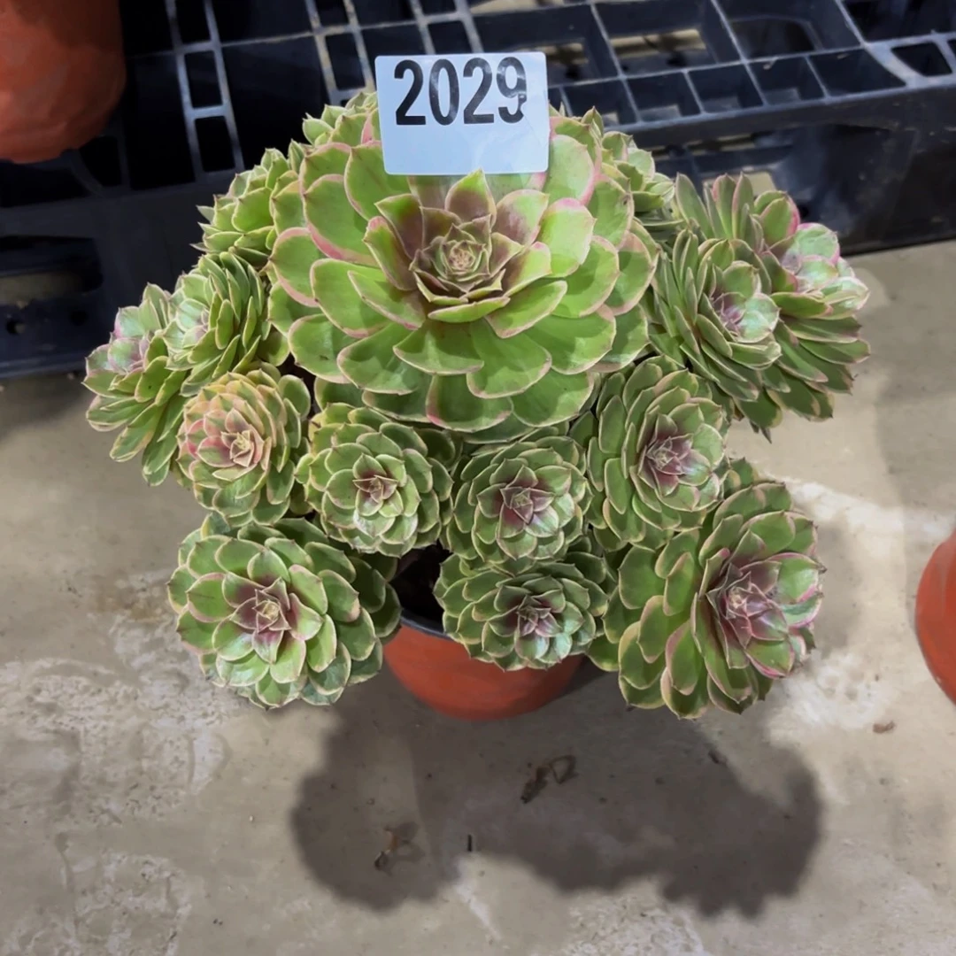 无花朵2029粉花妖11111