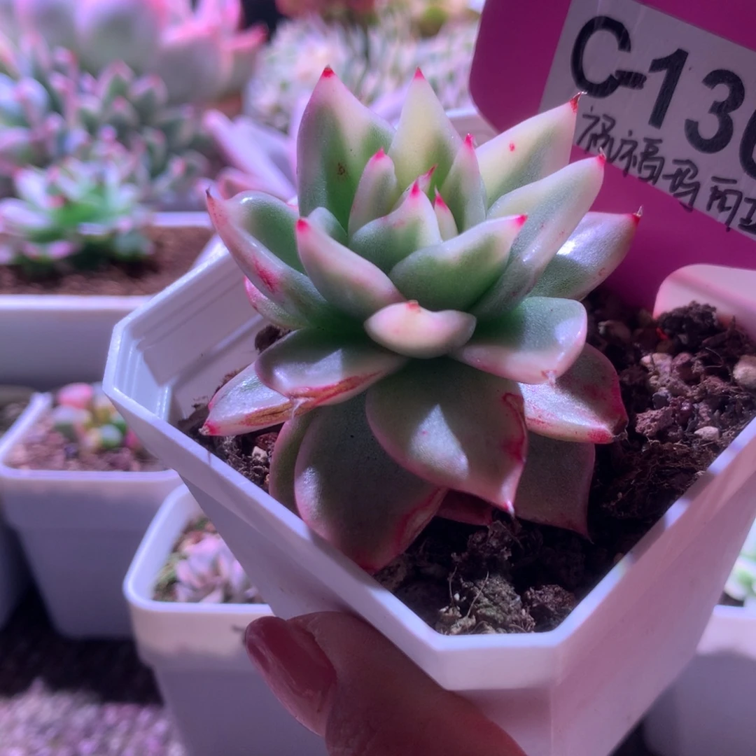 福利祝福玛利亚锦有根