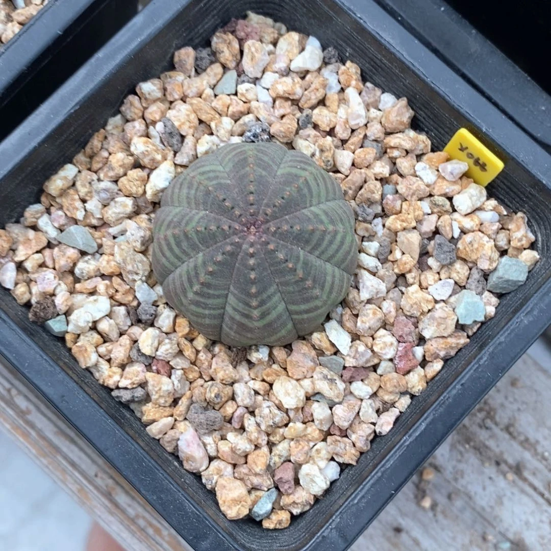 44欧系实生布纹球多肉植物