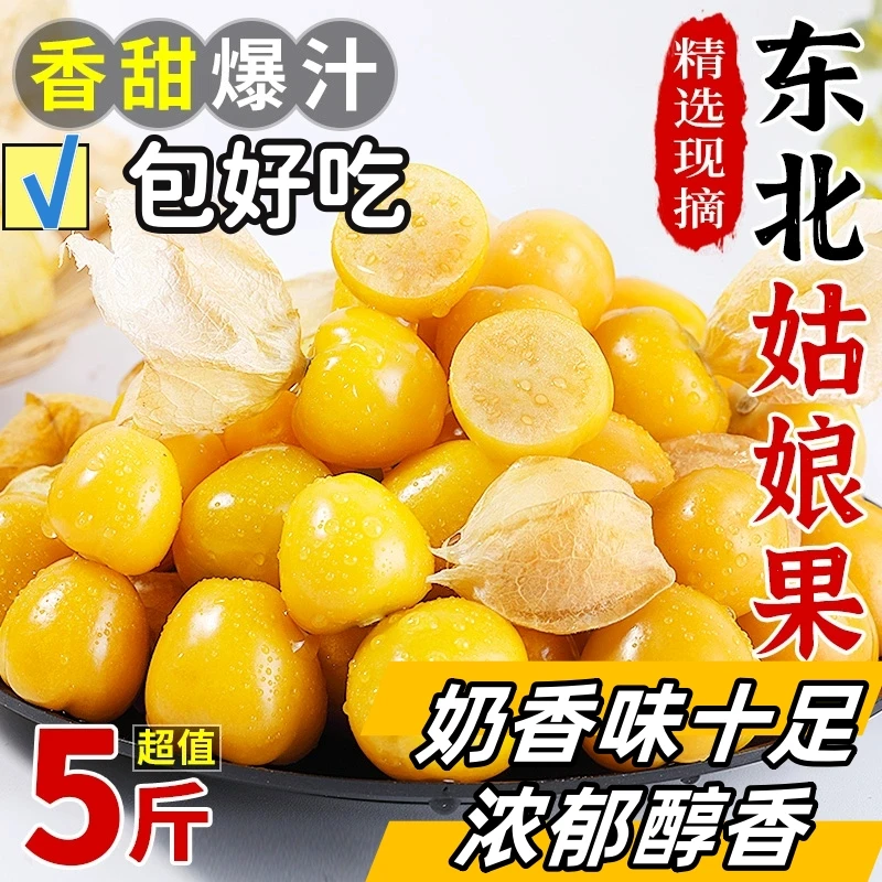 东北特大号姑娘果应季鲜果水果整箱东北大姑娘果四季灯笼果现摘