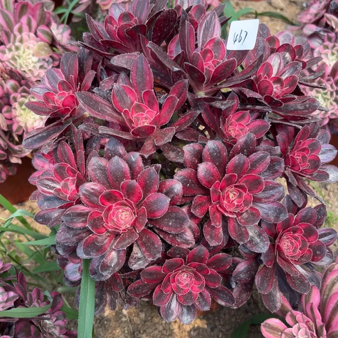 467丽娜多肉植物系