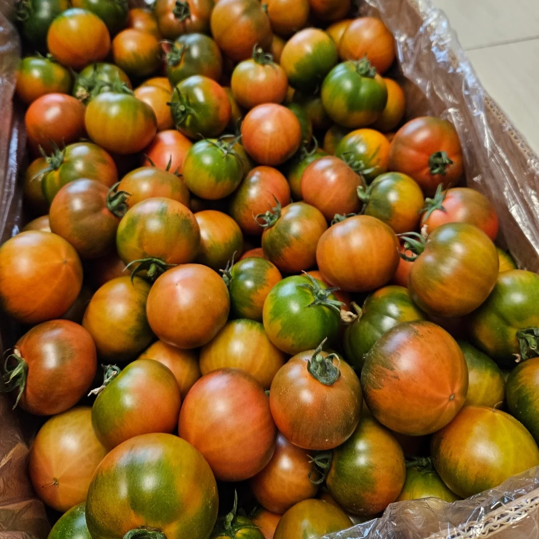 迷你小小果盐碱地现摘铁皮柿子西红柿顺丰包邮酸甜正宗西红柿辽宁省