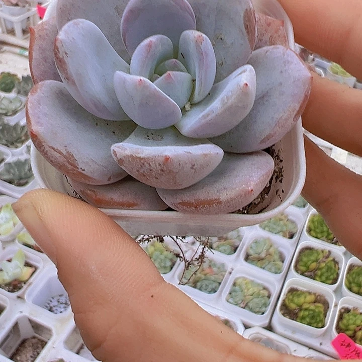 5厘米盆奶茶19包邮