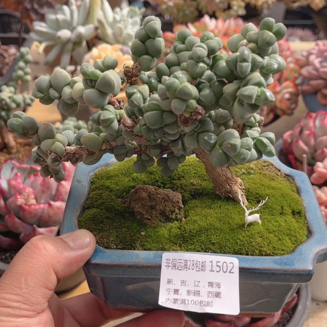 【闪购商品】1502鹿角海棠