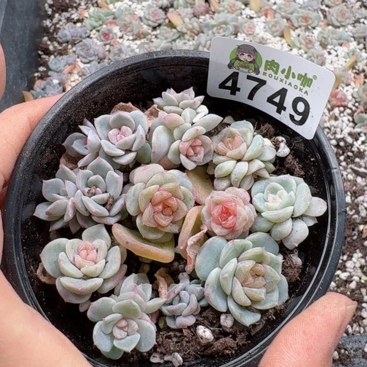 多肉植物多肉植物