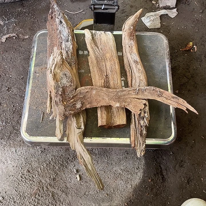 怪***豆柏木崖柏崖柏崖柏崖柏崖柏